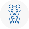 Lowestoft Wasp Nest Removal